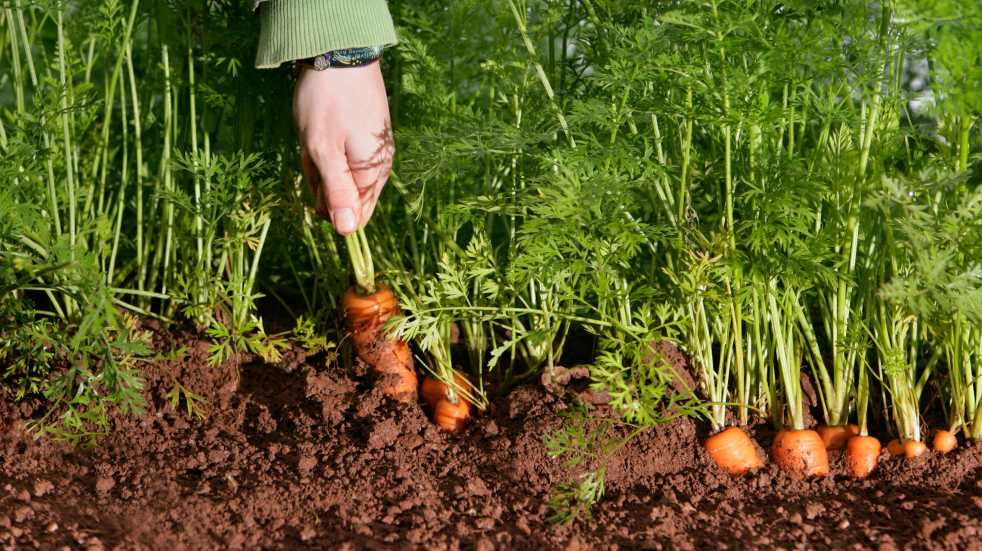 carrots being harvested